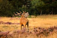 Red deer (Cervus elaphus) roaring by Richard Guijt Photography thumbnail
