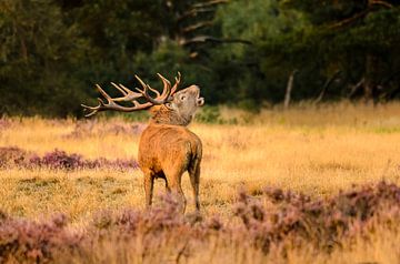 Red deer (Cervus elaphus) roaring by Richard Guijt Photography