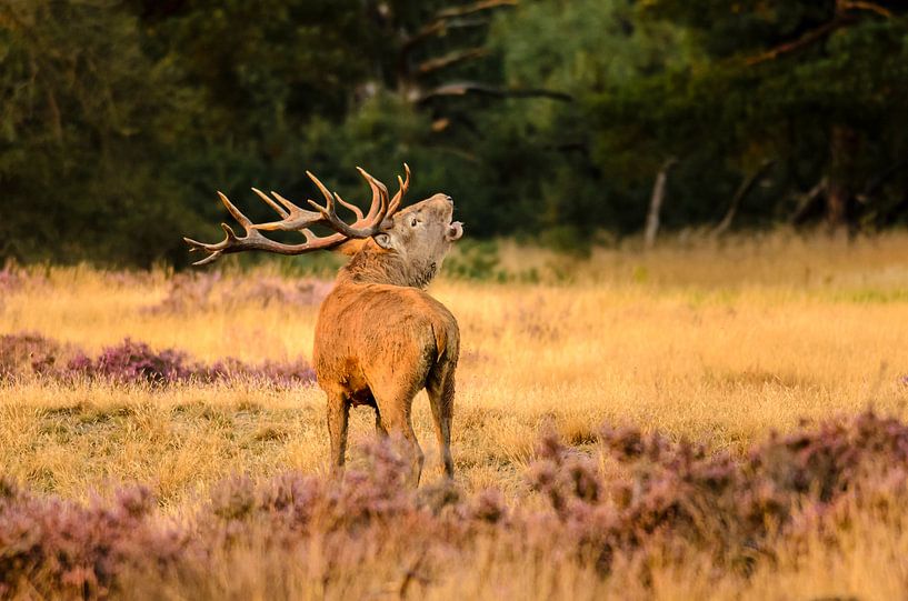 Red deer (Cervus elaphus) roaring by Richard Guijt Photography