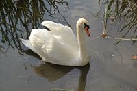 Zwaan