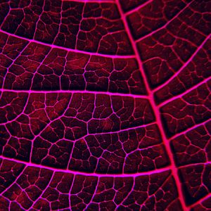 LEAF STRUCTURE RED VIOLET no3 von Pia Schneider