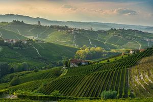 Sonnenuntergang über den terrassierten Weinbergen der Langhe
