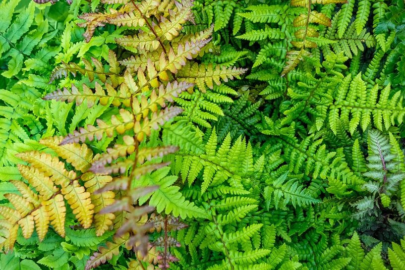 Fern fronds by Achim Prill