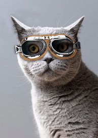 Katze mit cooler Brille von Antje van Deursen