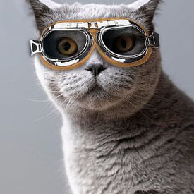 Katze mit cooler Brille von Antje van Deursen