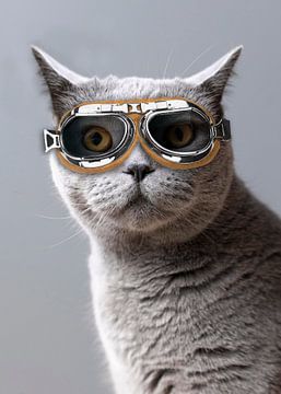 kat met coole bril van Antje van Deursen