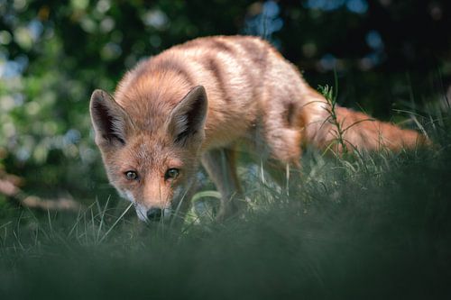 Ogen van de vos die naar de camera toe loopt