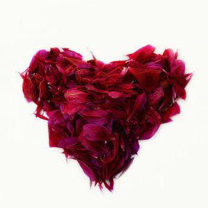 Heart from petals sur Claudia Moeckel