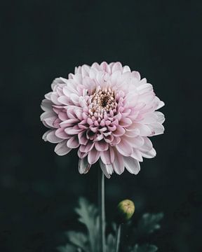Still life of soft pink flower