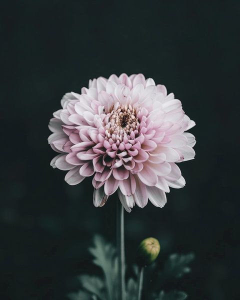 Stillleben einer zartrosa Blume von Studio Allee