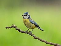 Mésange bleue sur une branche