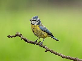 Blaumeise auf einem Ast