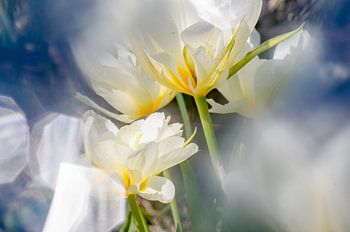 Makrofoto in der Natur aufgenommen