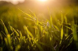 Morning twirl in the grass by Gert-Jan Meeuwesen