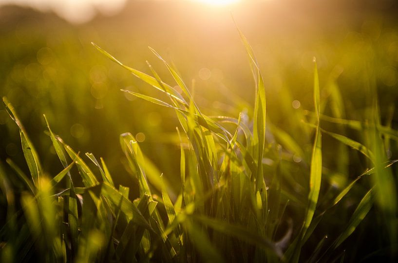 Morning twirl in the grass by Gert-Jan Meeuwesen
