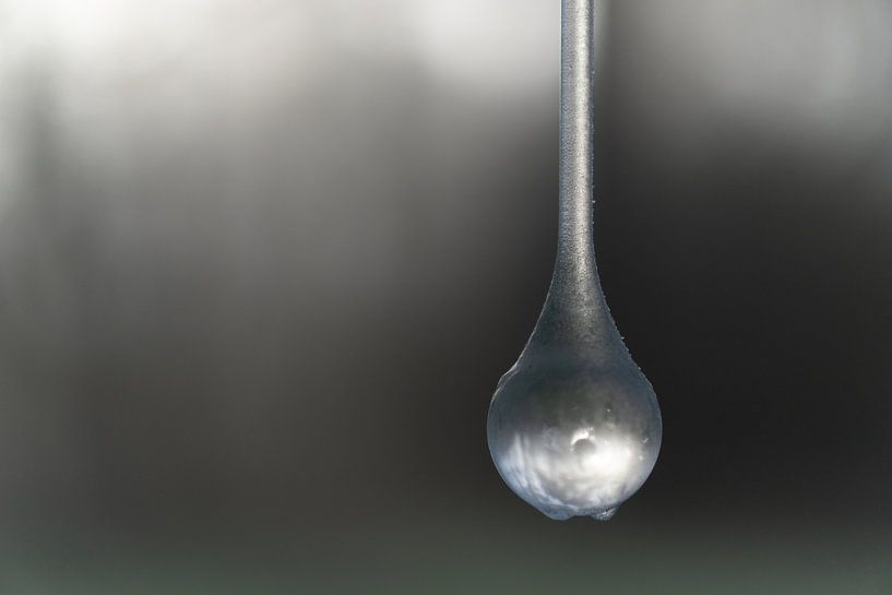 Frozen pearl by Miranda dekempeneer