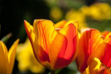 Tulp, rood geel van Norbert Sülzner