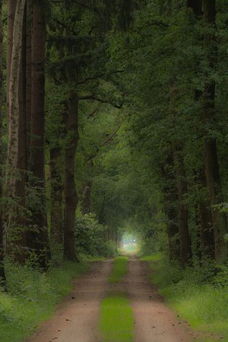 Statige boslaan in nederland