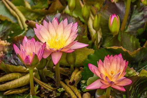 lotus 