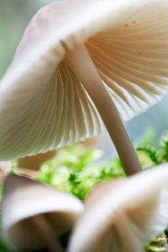 Champignon dans la forêt et la mousse