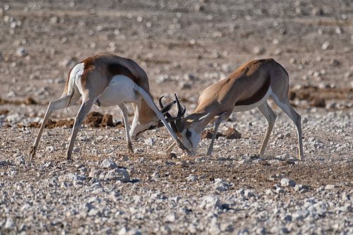 Des springboks en combat en Namibie
