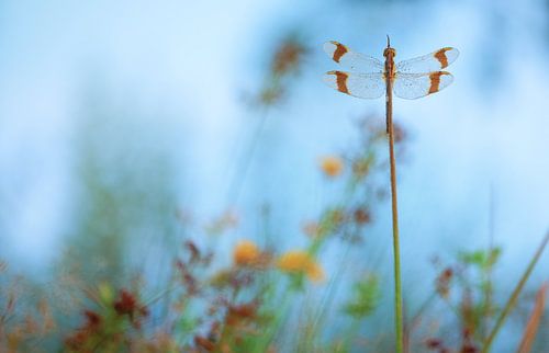 Bandheidelibel tussen bloemen