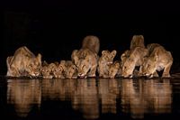 Lionesses with cubs drinking in the night