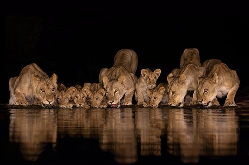 Lionesses with cubs drinking in the night by Peter van Dam