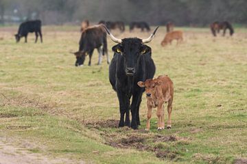 Tauros in de Maashorst van Merijn Loch