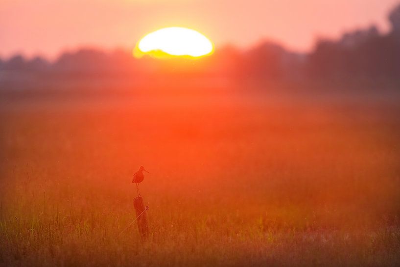 Uferschnepfe (limosa limosa) auf einer Wiese in Friesland von Marcel van Kammen