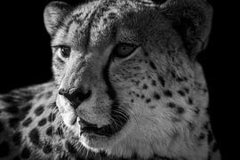 Gepard von Steven Symoens