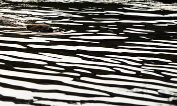 Bever in abstracte kunst