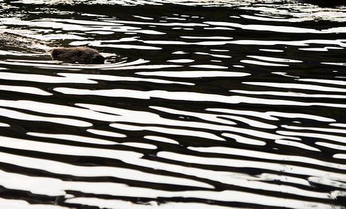 Bever in abstracte kunst