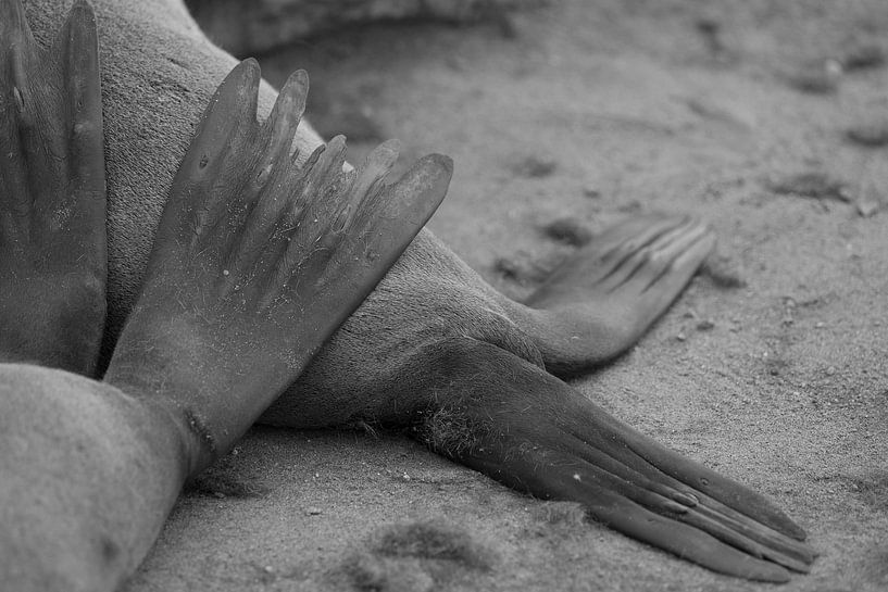 Fur seal flippers by Jeroen Zelle