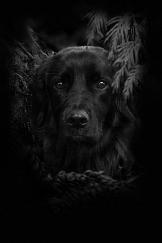 Leo gluurt door de coniferen II