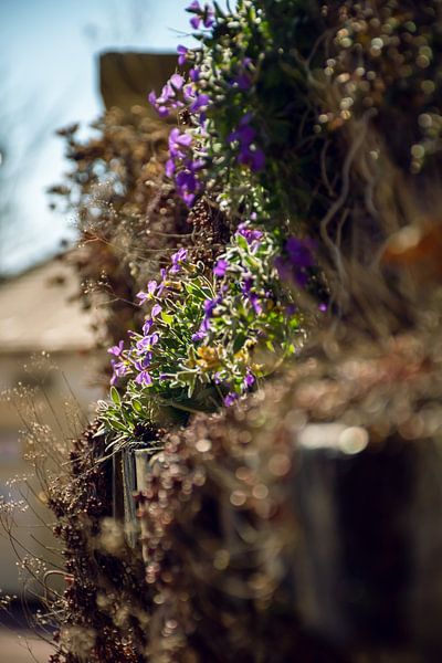 DIe erste Blüte von D.R.Fotografie