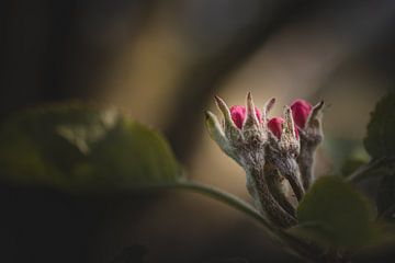 Fleur de pommier sur Eline Meert