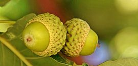 glands verts sur un chêne sur Werner Lehmann