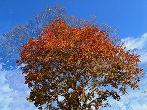 Tree Magic 68