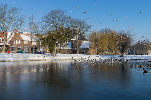 Opvliegende meeuwen in Meezenbroek