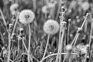 flauschige Kugeln aus Löwenzahn
