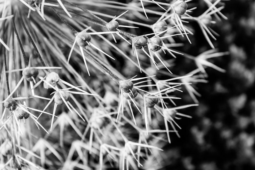 Persian Onion Flower , Monochrome study by Imladris Images