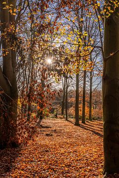 Journée d'automne ensoleillée dans la forêt sur Dafne Vos