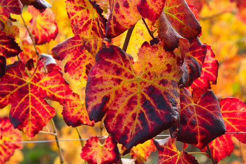 Des vignes colorées en Alsace