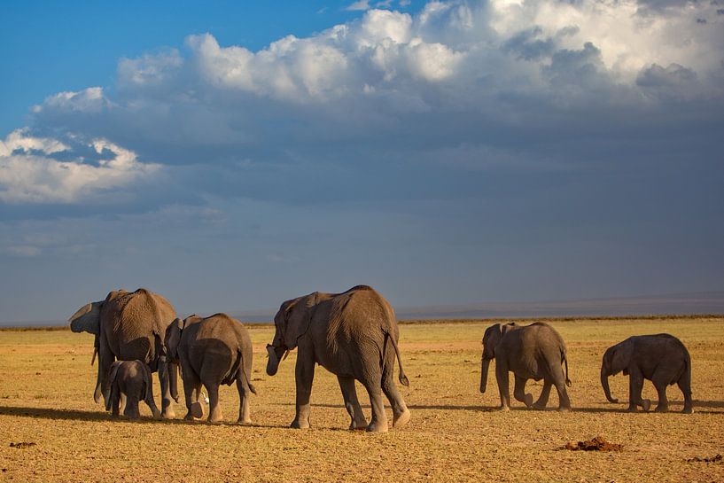 Troupeau d'éléphants par Peter Michel