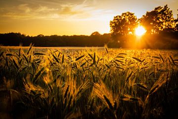 Graanveld bij zonsondergang van Ingrid Born