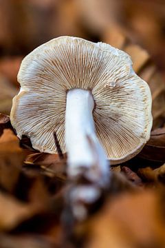 Champignon sur Evelyne Renske