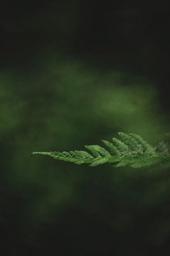 Fern leaf by What I C