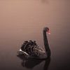 Schwarzer Schwan von On Your Wall