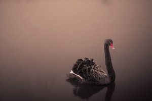 Schwarzer Schwan